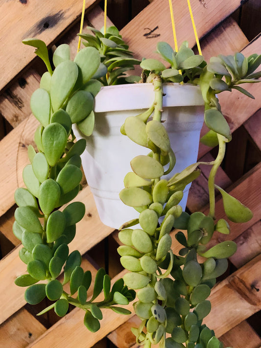 Creeping Jade Plant