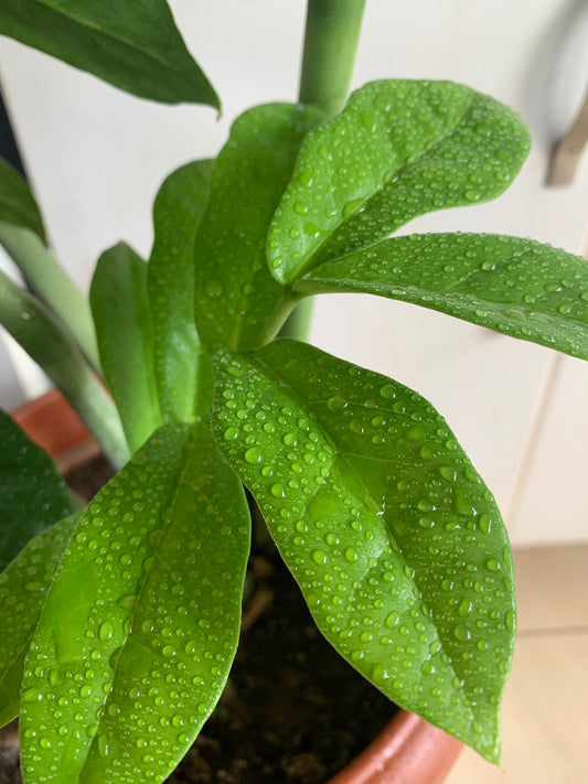 ZZ Plant